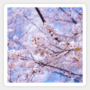SCENERY 35 - White Blooming Flower Blue Sky Magnet
